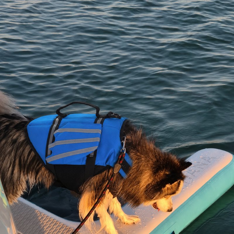 ZEE Dog Life Jacket 2.0 — All Sizes Available